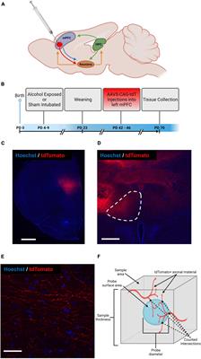 Representation of prefrontal axonal efferents in the thalamic nucleus reuniens in a rodent model of fetal alcohol exposure during third trimester